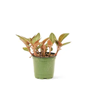 Jewel Orchid 'Discolor', Small
