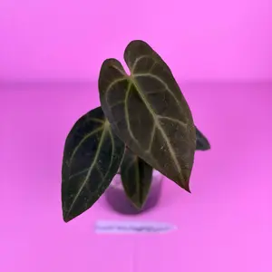 RARE Anthurium (Crystal Mag x Forgetii) x Goliath 4” | Hybrid Anthurium | Collector Plant