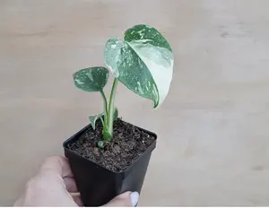 Monstera Thai constellation live plant , Variegated Monstera, Monstera Deliciosa, Well Rooted Plants- in 3" pot (NOT Exact Plant)