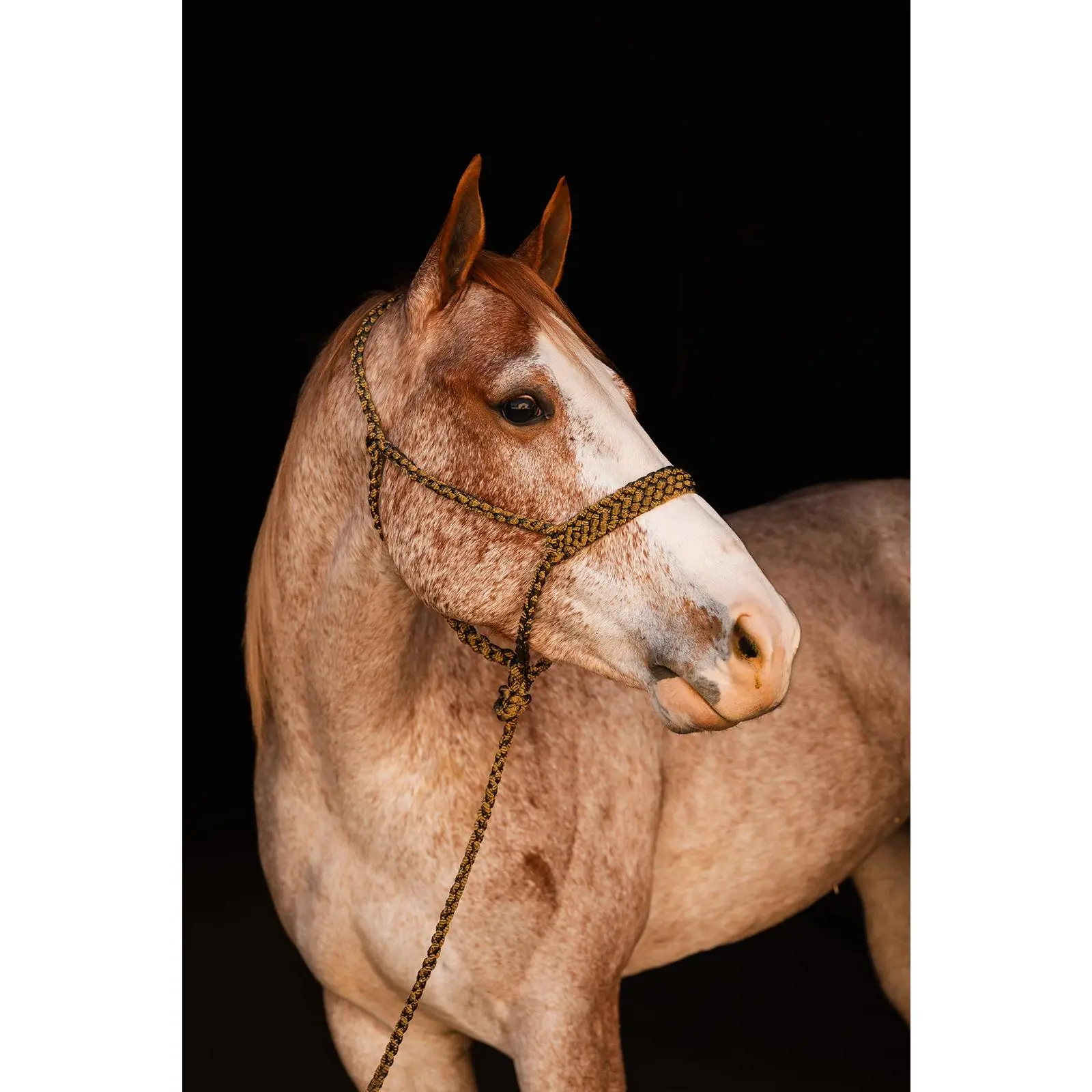 *One Color Mule Tape Halter + Lead