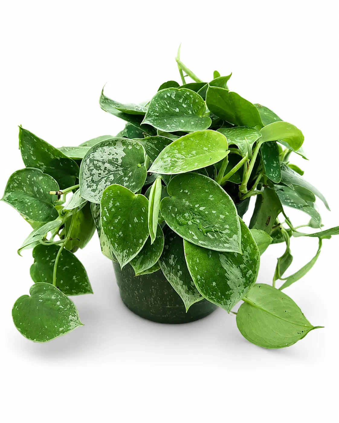 Pothos Silvery Ann, Climbing or Trailing Live Plant, Tropical Houseplant