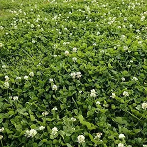 Perennial White Dutch Clover Seed 1000Pcs Nitrocoated, Inoculated Clover Seeds for Lawn Alternative, Erosion Control, Food Plots, Ground Cover, & Pasture Mixtures in USDA Zones 3-10