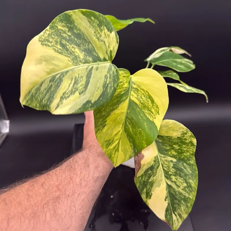 Monstera deliciosa ‘Aurea’ Marbled pattern (Small Form / Borsigiana) – 4” Pot - pick your exact plant