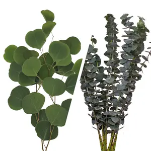 Assorted Eucalyptus Baby Blue & Silver Dollar Combo