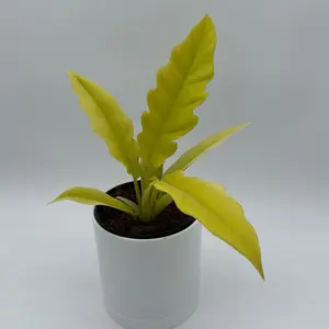 Philodendron Golden Crocodile 6" Pot Rare Plant with Vibrant Green Leaves Low Maintenance Care Decor Garden Unique Collector's Item