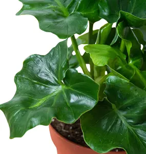 Philodendron 'Atom' houseplant 4" pot