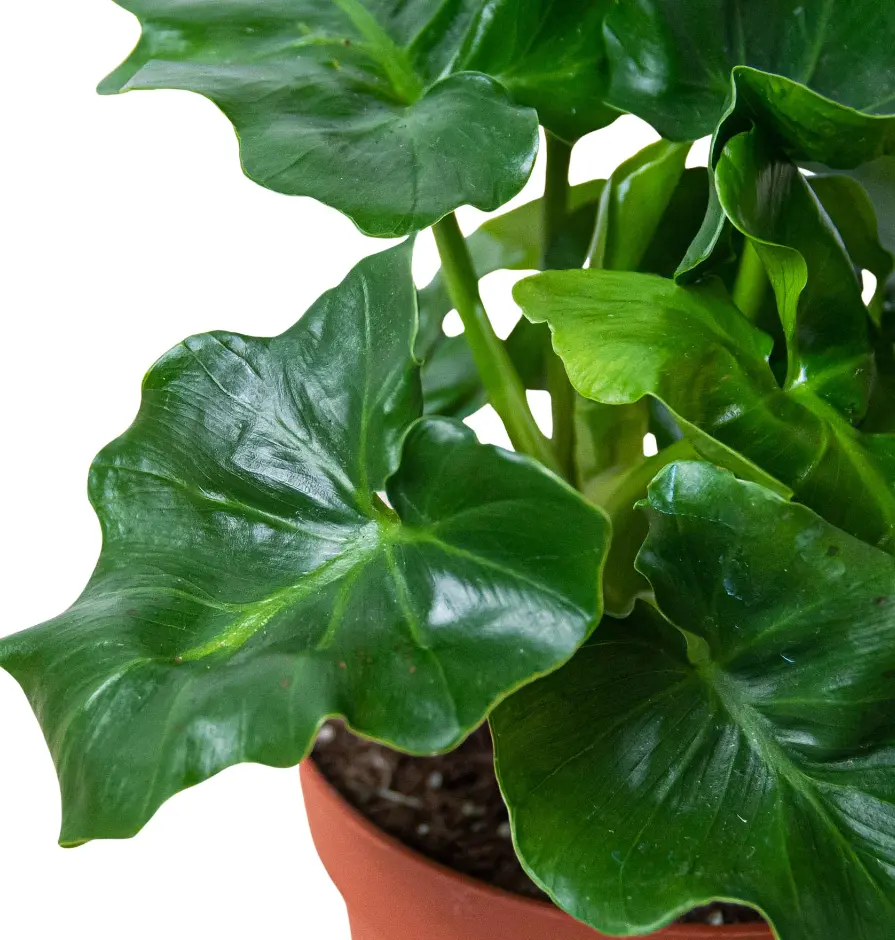 Philodendron 'Atom' houseplant 4" pot