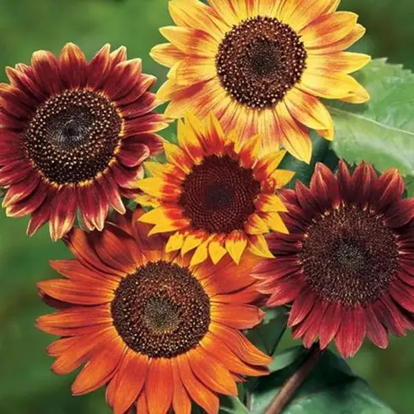 Evening Sun Sunflower Seeds - 50pcs/pack - Bicolor Blooms in Breathtaking Burgundy, Orange, and Yellow Hues