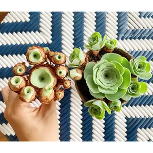Greenovia cv. Gilva 'Pink Gilva Mountain Rose' - April Farm/Rare Succulents