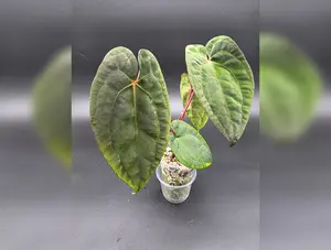 Anthurium Papi Red Stem  