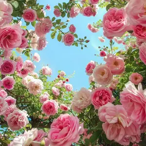 50 Pink Climbing Rose Seeds - Romantic Trellis Blooms for Arbors & Fences - All Seasons - Delicate Blush to Medium Pink Full Blooms - Ideal for Landscape Designers