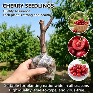 Cherry Live Plant Malpighia emarginata Compact Size Fruiting Plant Great for Gardens & Containers 17 to 19inch Height Strong Sapling