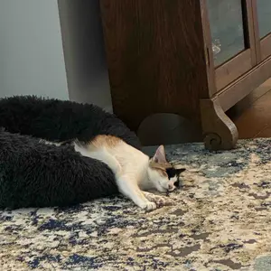 SHA CERLIN 81in/67in Multi-Level Tall Cat Tree Tower with Hammock & Sisal Scratching Posts Larger Cat Condo Furniture for Multi-Cat Play & Rest #ChristmasGifts#TikTokShopBlackFriday