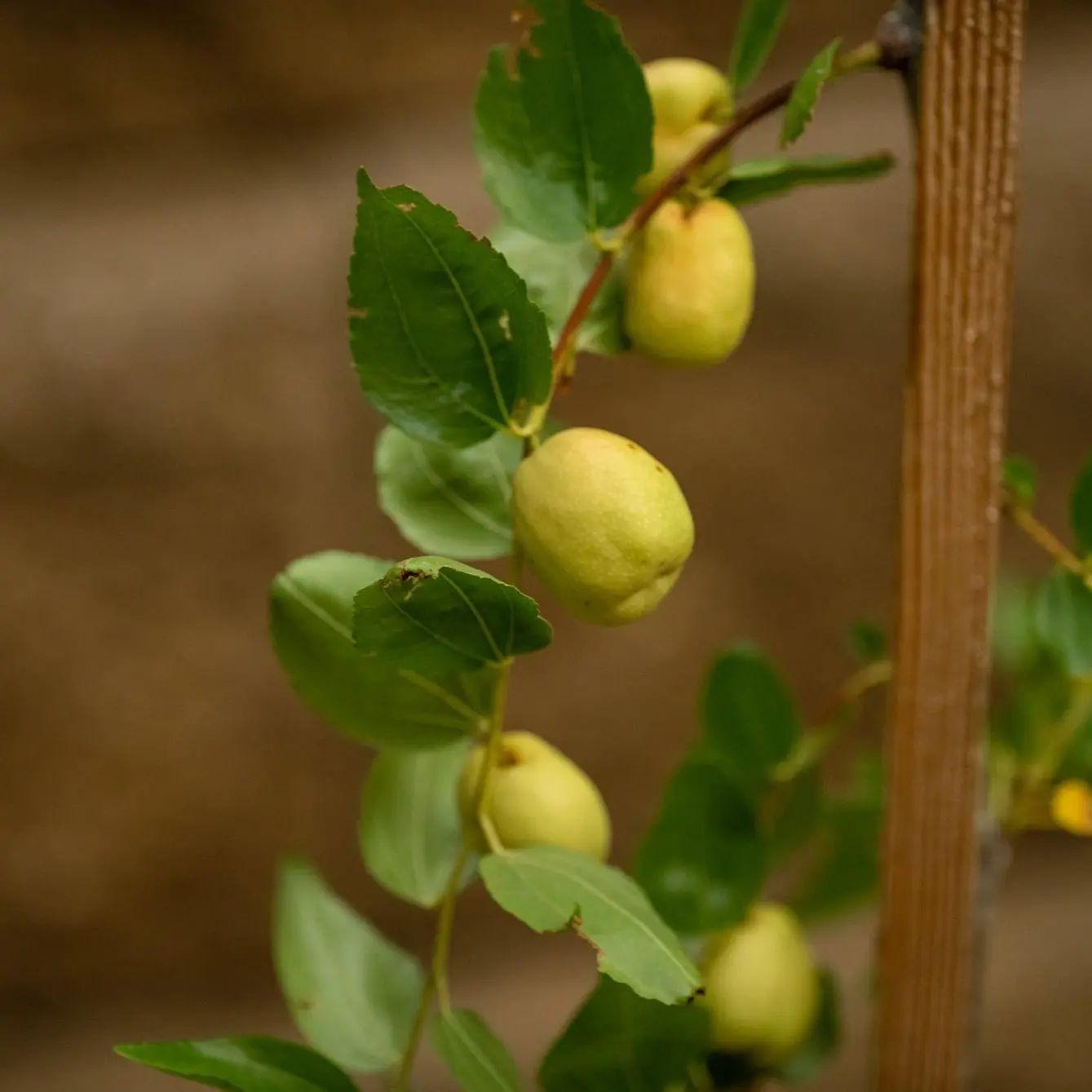 Jujube (Ziziphus jujuba) Open Pollinated Seeds – Hardy Fruit Tree, Sweet Date-Like Fruits for Snacking and Cooking