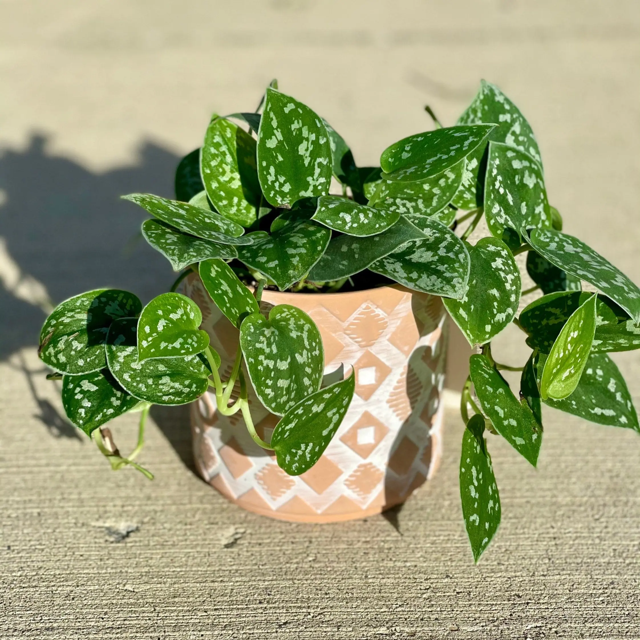 Silver Pothos  - RARE Silver Satin or Silvery Anne - Easy Care low light indoor plant in nursery pots or Cuttings