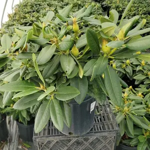 Capistrano Rhododendron