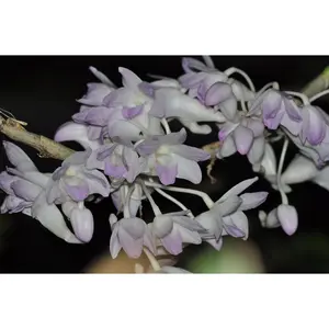 Dendrobium fairchildiae