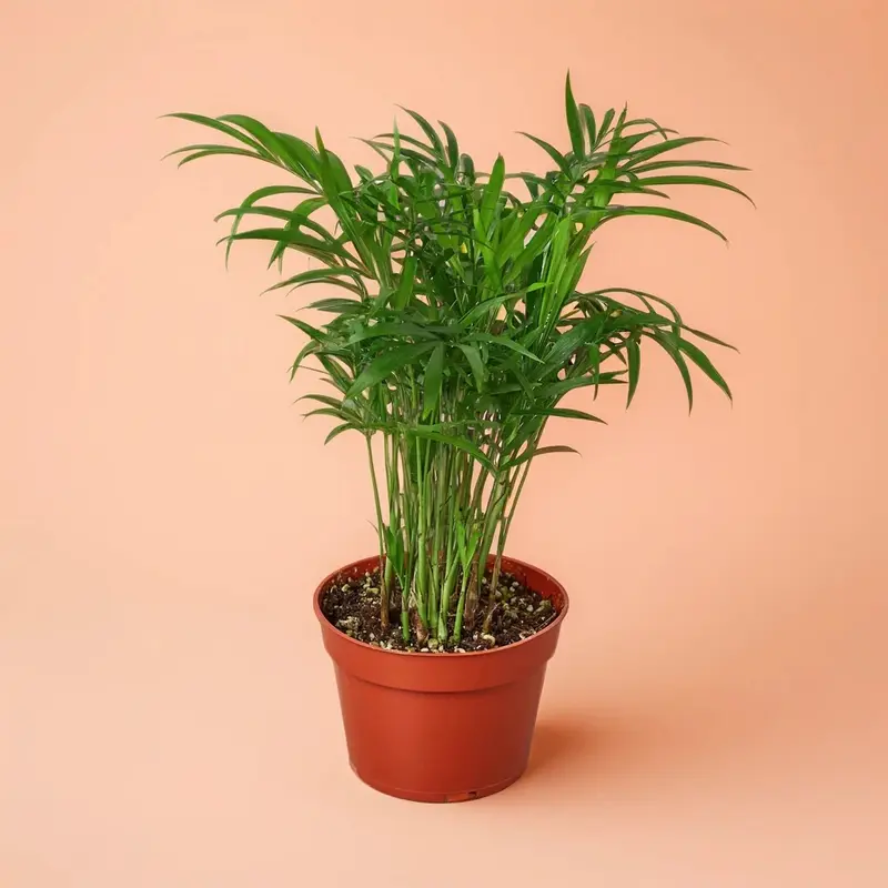 parlor palm toxic to cats - TikTok Shop