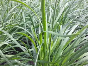 40 Live Stalks Garlic Chives Leek Plant Bare Root Organic