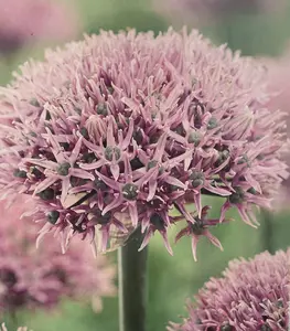 New York Flowering Ornamental Onion Allium 8 Bulbs - 10/12 cm - New