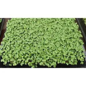 Cherry Belle Radish Microgreens - 3000+ seeds