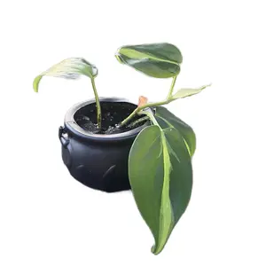 Halloween Ghost Cauldron Planter Set with Houseplant Starter Plants - Garden & Plant Accessories