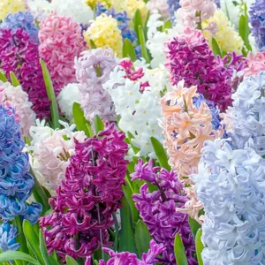 100+ Hyacinthus Orientalis Fresh Garden Seeds - Ideal for Flower Beds and Container Gardening