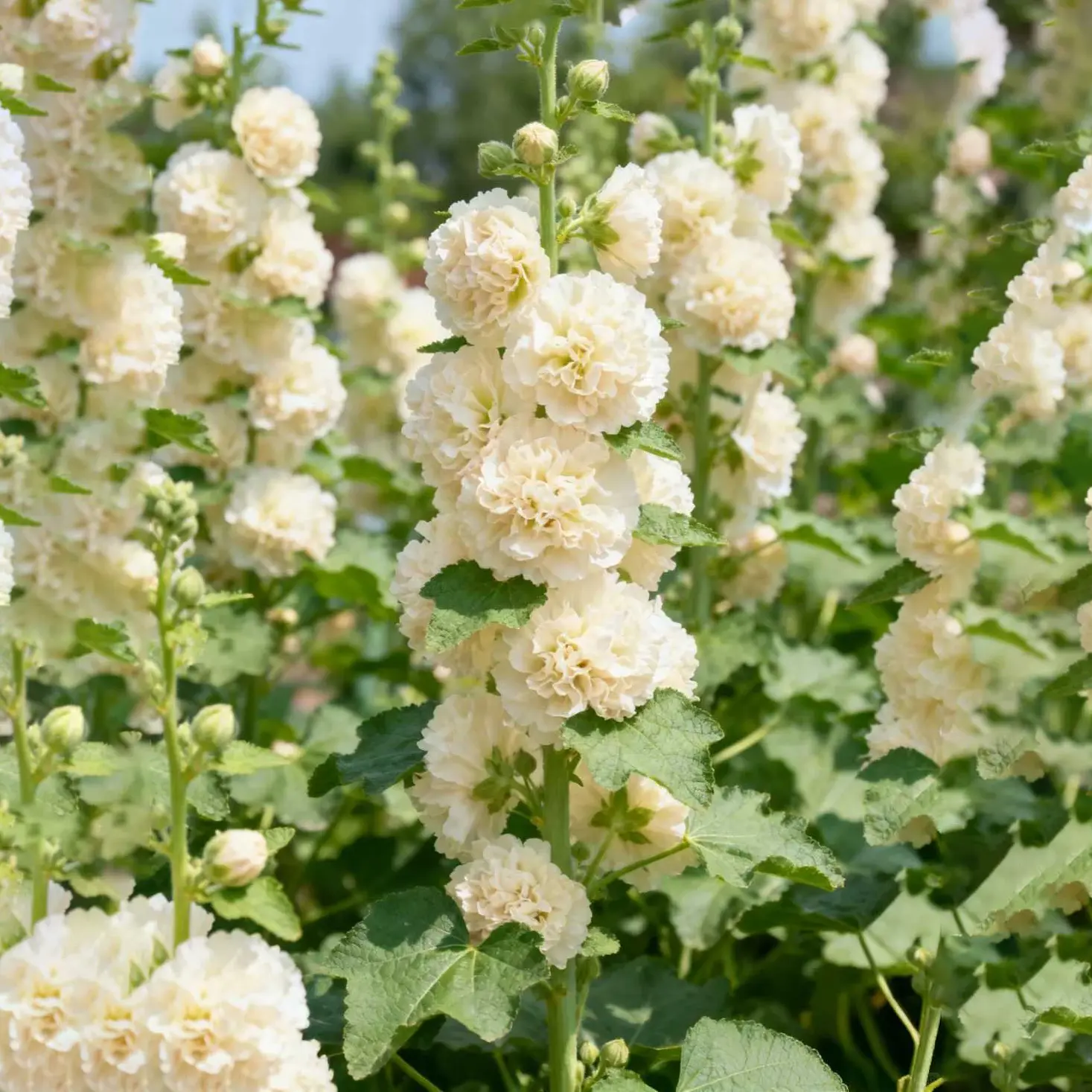 Mixed Color Double-Petaled Hollyhock Flower Seed Pack, 5-8 Colors, Non-GMO Heirloom Hardy Biennial, Vibrant Tall Stems, Pollinator-Friendly, All-Season Blooms, Edible for Salads, Ideal for Garden Planting