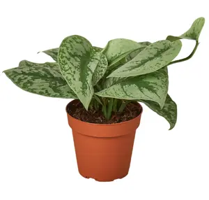 4" Scindapsus Pictus Exotica Plant