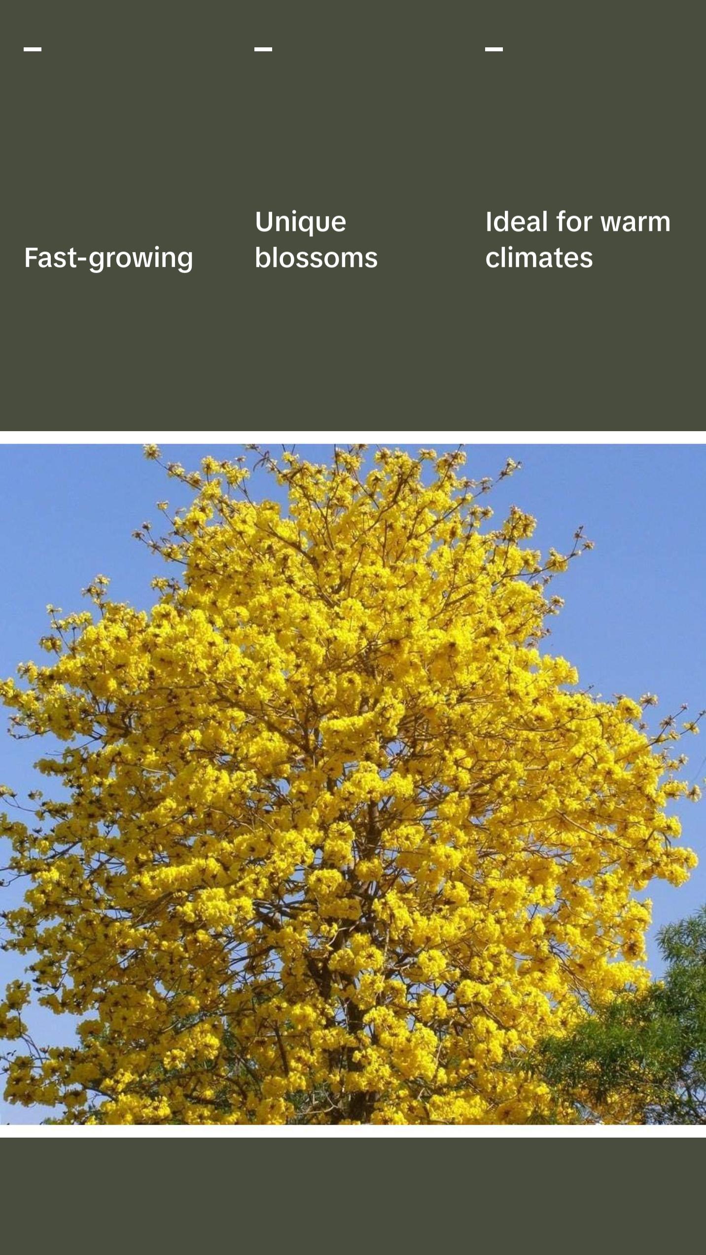 Yellow Tabebuia Trumpet Tree - Live Plants in 4 Inch Pots - Handroanthus Chrysanthus - Beautiful Flowering Tree