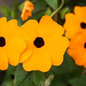 Organic Black Eyed Susan Vine Seeds (Thunbergia alata) – Fast-Growing Climber, Bright Yellow Flowers with Dark Centers, Perfect for Trellises – 20+ Seeds