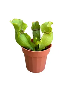 3" Carnivorous Pitcher Plant – Sarracenia Purpurea – Live Plant