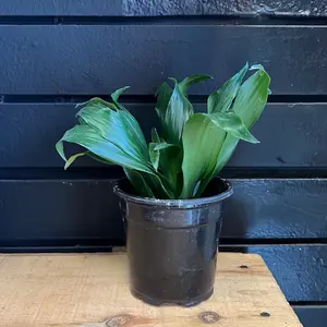 Dracaena deremensis 'Janet Craig' Compacta 4 Inch Pot