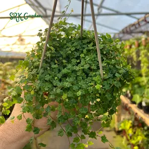 String of Frogs, Ficus Pumila Quercifolia, Rare Houseplant in 3" pot