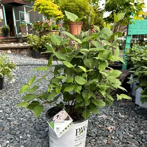 Viburnum 'Spice Baby'