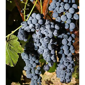 Thomcord Grape Vine (Seedless)