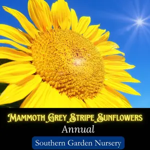 Sunflower, Mammoth Grey Stripe Flower Seeds, Giant Heirloom Flower Heads, 50 Seeds, Non-GMO Wildlife Garden Seed Packets (Helianthus annuus)