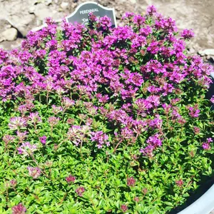 Organic Creeping Thyme Seeds (Thymus serpyllum) – 250+ Seeds for Herb Gardens, Ground Cover, and Pollinator Gardens