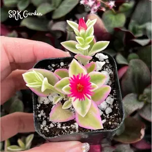 Variegated Baby Sun Rose, Ice Plant, Pink Succulent, Rare Plant in 2", 4" Pot