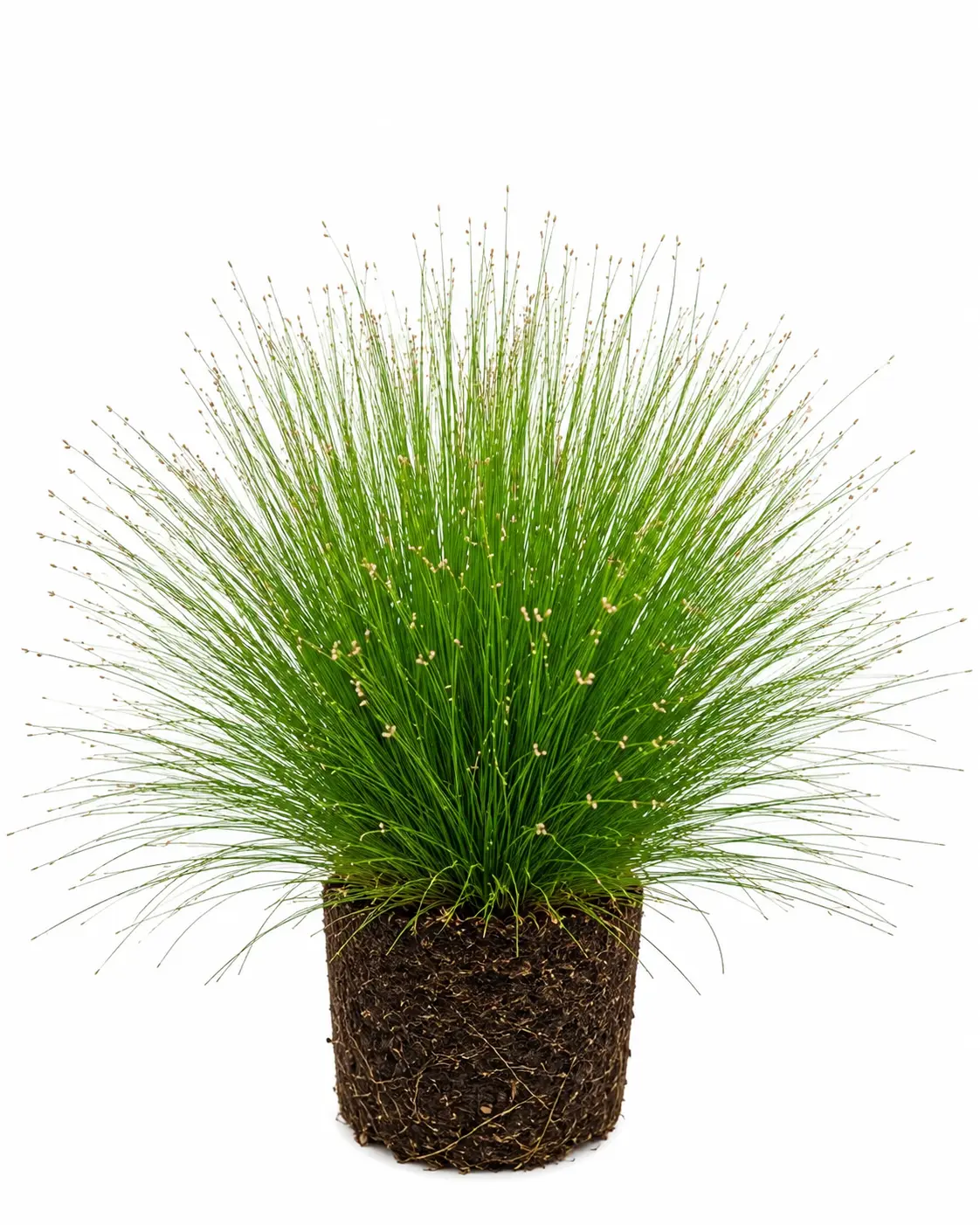 Soft Rush Live Plant Plugs (3 Pack) – Juncus effusus Hardy Ornamental Rush – Native Wetland Perennial for Ponds, Rain Gardens & Water Features