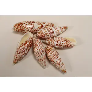 2 - Mitra Papalis Seashells, Beach Decor, Craft Supply 3-4 inch, Collcetibles,SS-200