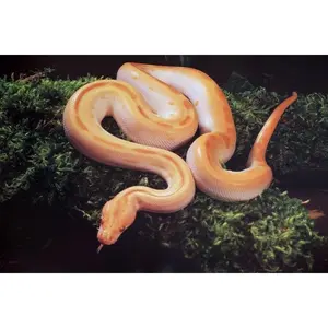 Albino Green Burmese Python Poster 17.5" x 24.5" Prehistoric Artwork for Home Office Studio Wildlife Decor Printed in U.S.A. - Decoration