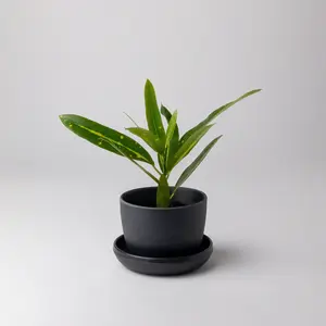 Bamboo Fibre Mini Planter (Black)