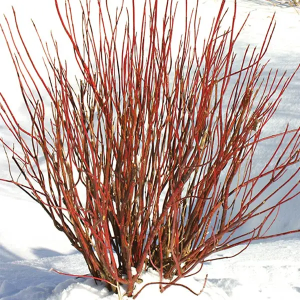 Arctic Fire® Red Redosier Dogwood