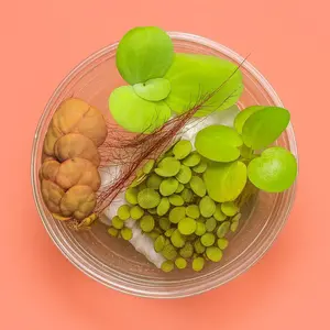 Top 4 Aquarium Floating Plants: Red Root Floater, Frogbit, Salvinia, Water Lettuce