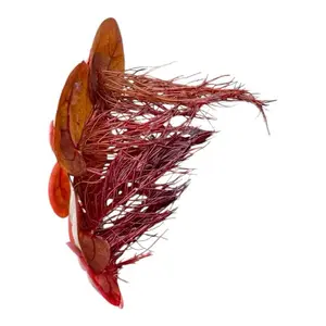 Red Root Floaters – Live Aquarium Floating Plants (5 Pack)