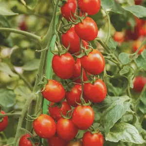 Heirloom Small Cherry Red Tomato Seeds - Organic and Regenerative Gardening Seeds