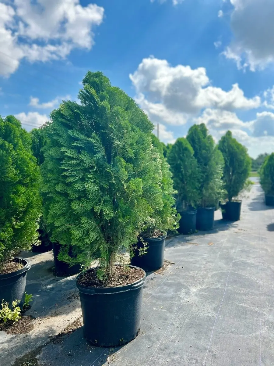 Arbovitae (Thuja Orientalis)