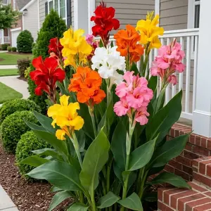 200 Pcs Hardy Perennial Canna Flower Seeds Mixed Colors Easy to Grow for Outdoor Garden Landscaping Backyard Pots Borders Bright