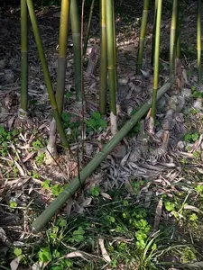 Green Metal Cosplay Prop, Extendable & Reversible Design